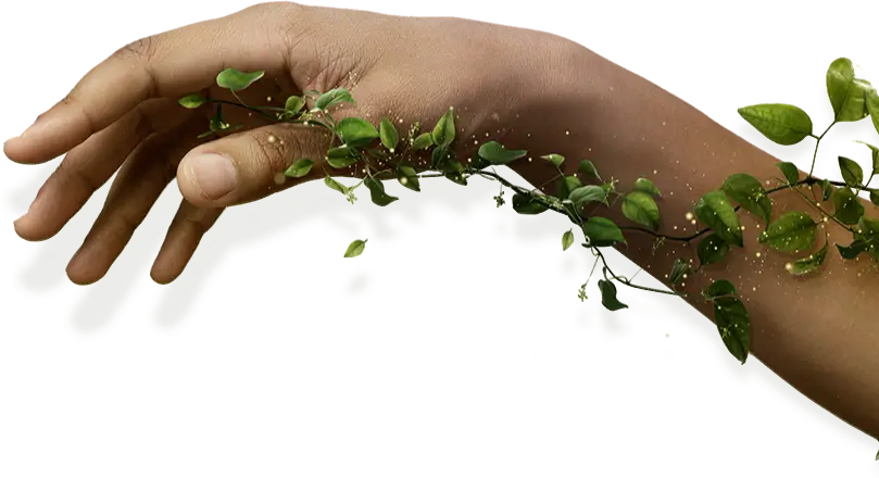 Kerala Healing Trails